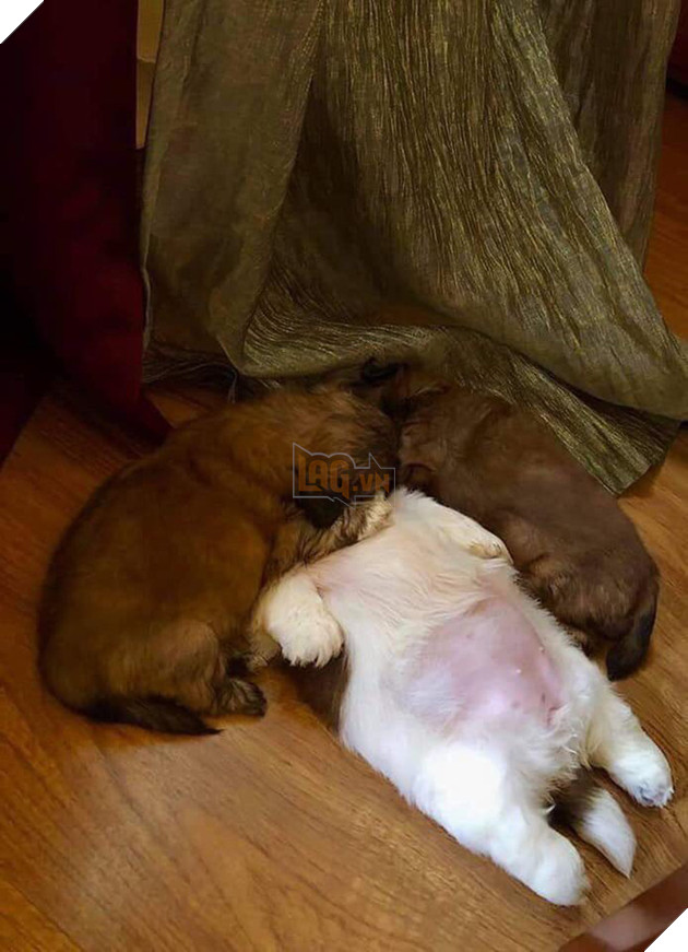 Em ch&#243; nằm ngửa cưng nhất h&#244;m nay: Bạ đ&#226;u ngủ đấy, mặc kệ d&#242;ng đời tr&#244;i! - Ảnh 8.