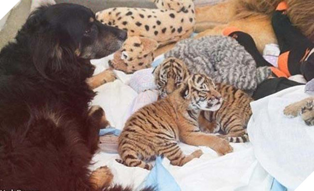 “Người bố quốc dân” là danh xưng của chú chó nhận nuôi tất cả các loại động vật 7