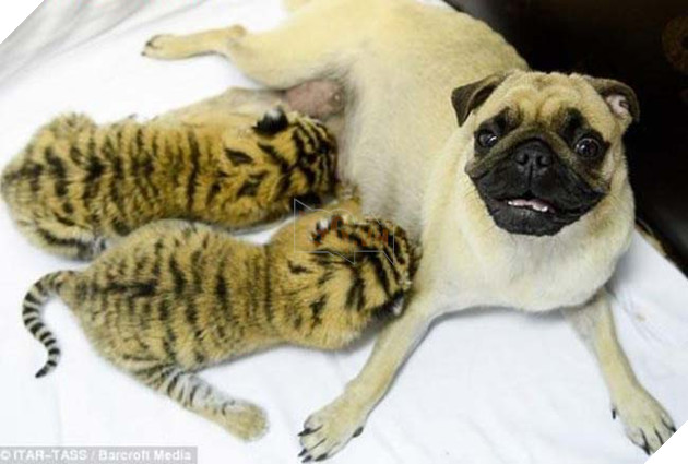 “Người bố quốc dân” là danh xưng của chú chó nhận nuôi tất cả các loại động vật 11