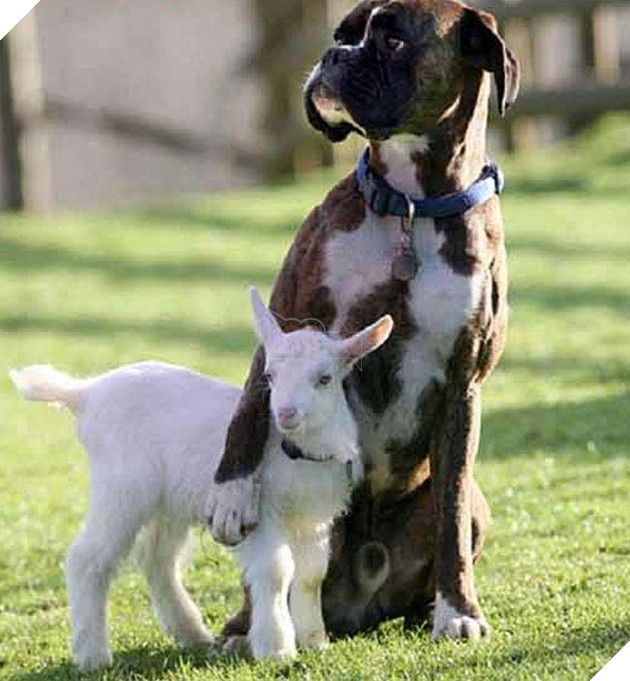 “Người bố quốc dân” là danh xưng của chú chó nhận nuôi tất cả các loại động vật 13