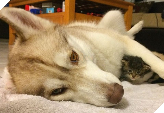 Buồn đời đến bỏ ăn, mèo con được cô chó âu yếm ôm vào lòng an ủi