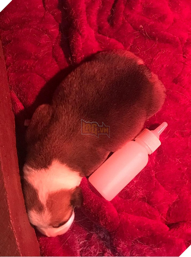 Chú chó thời điểm mới 5 ngày tuổi