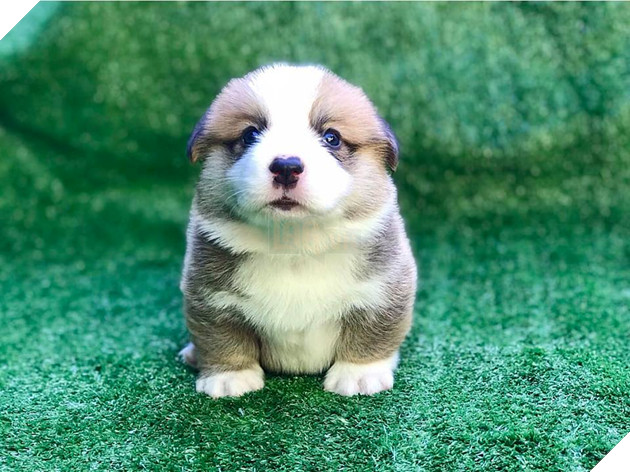 17 ngày tuổi mà đẹp mê hồn thế này ai chẳng thích chứ!