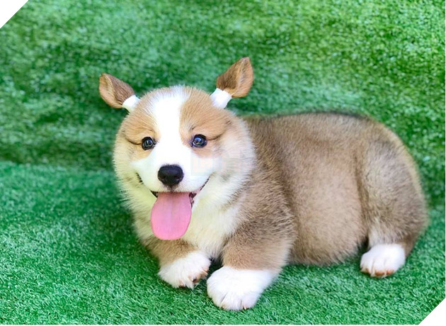 Phận làm chó nhưng thân hình lại mũm mĩm như heo, mặt ngoan như mèo, chú Corgi này đang chiếm spotligh trên MXH 3