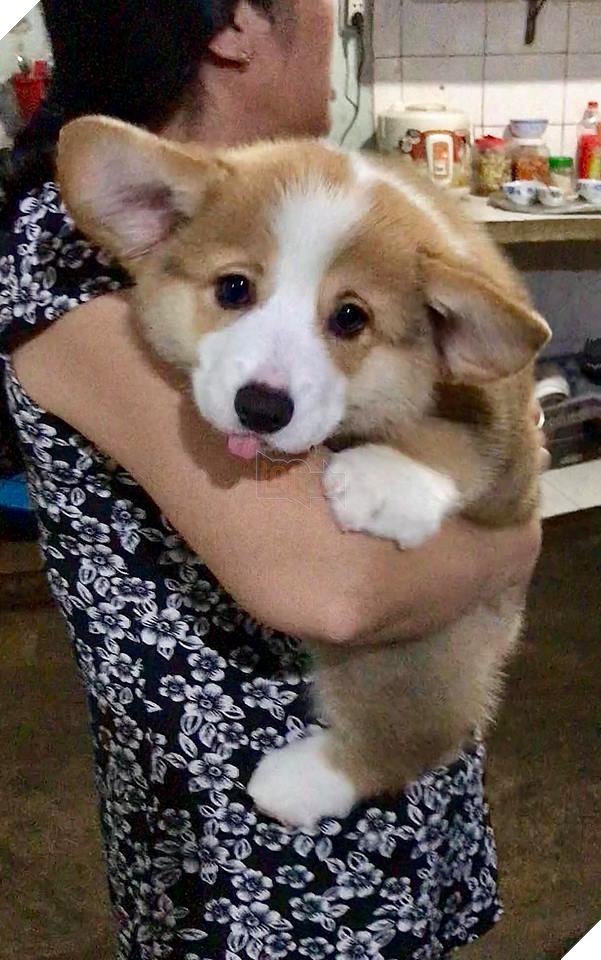 Khuôn mặt ngoan, đáng yêu như... mèo!