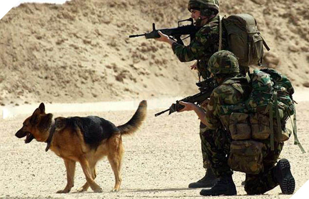 Cách đối xử tàn nhẫn với Chó nghiệp vụ xuất ngũ ở Anh bị người dân phẫn nộ, phản đối