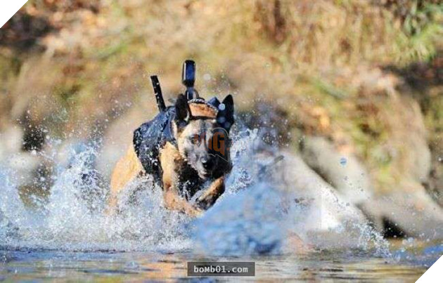 Cách đối xử tàn nhẫn với Chó nghiệp vụ xuất ngũ ở Anh bị người dân phẫn nộ, phản đối