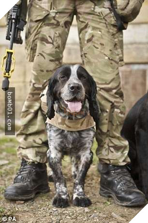 Cách đối xử tàn nhẫn với Chó nghiệp vụ xuất ngũ ở Anh bị người dân phẫn nộ, phản đối