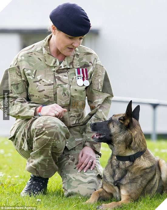 Cách đối xử tàn nhẫn với Chó nghiệp vụ xuất ngũ ở Anh bị người dân phẫn nộ, phản đối
