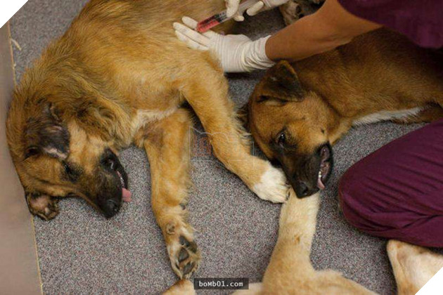 Cách đối xử tàn nhẫn với Chó nghiệp vụ xuất ngũ ở Anh bị người dân phẫn nộ, phản đối