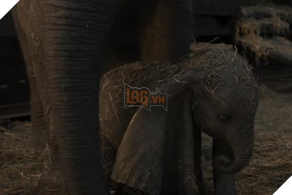 Trong hội yêu động vật chắc chắn phải biết 4 bốn phim cực hay và đáng yêu này