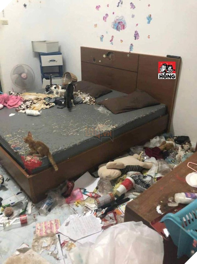 Xôn xao câu chuyện cô gái bùng tiền nhà trọ để lại căn phòng như bãi rác và 3 chú mèo ốm đói gây phẫn nộ - Ảnh 7.