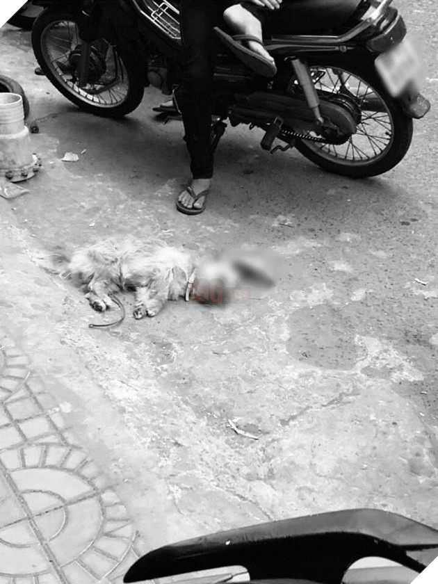 Thanh niên đánh chết chú chó nhỏ vì tè bậy ngoài đường: Có cần thiết phải nhẫn tâm như thế?