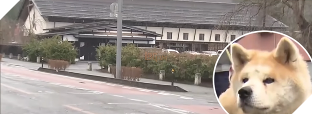 Cô chó Akita nổi tiếng trên MXH và được trao bằng khen vì cứu mạng cụ bà hơn 90 tuổi - Ảnh 1.