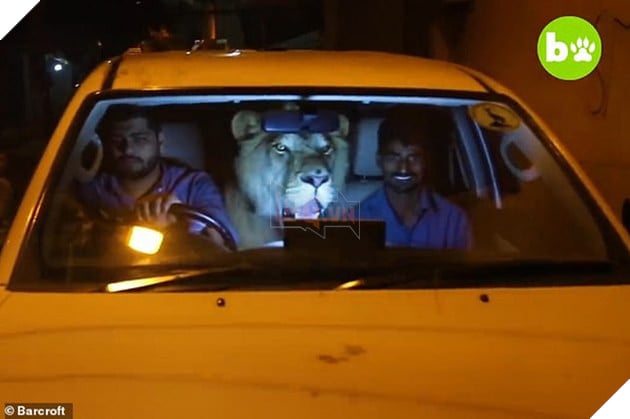 Gặp gỡ Simba: Ch&#250; sư tử lớn l&#234;n ở n&#244;ng trại, hay m&#232; nheo v&#224; &#39;ngại&#39; đi &#244; t&#244; - Ảnh 3.