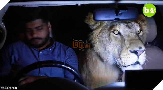 Gặp gỡ Simba: Ch&#250; sư tử lớn l&#234;n ở n&#244;ng trại, hay m&#232; nheo v&#224; &#39;ngại&#39; đi &#244; t&#244; - Ảnh 3.