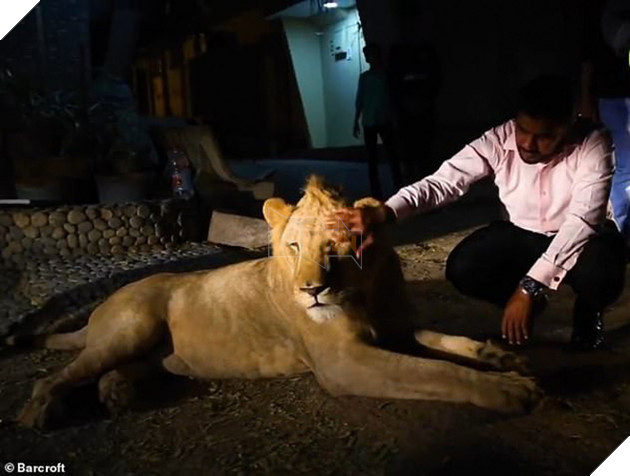 Gặp gỡ Simba: Ch&#250; sư tử lớn l&#234;n ở n&#244;ng trại, hay m&#232; nheo v&#224; &#39;ngại&#39; đi &#244; t&#244; - Ảnh 4.