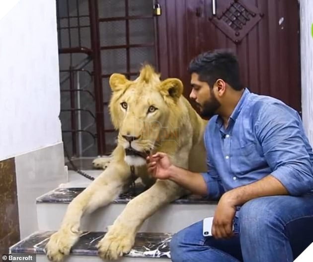 Gặp gỡ Simba: Ch&#250; sư tử lớn l&#234;n ở n&#244;ng trại, hay m&#232; nheo v&#224; &#39;ngại&#39; đi &#244; t&#244; - Ảnh 1.