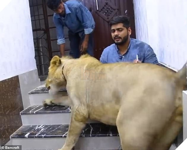 Gặp gỡ Simba: Ch&#250; sư tử lớn l&#234;n ở n&#244;ng trại, hay m&#232; nheo v&#224; &#39;ngại&#39; đi &#244; t&#244; - Ảnh 1.