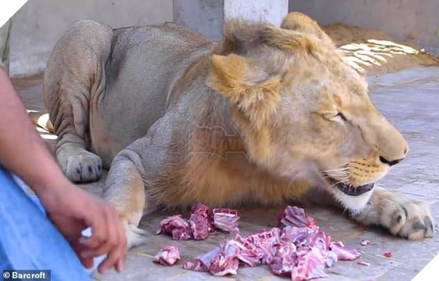 Gặp gỡ Simba: Chú sư tử lớn lên ở nông trại, hay mè nheo và ngại đi ô tô - Ảnh 2.