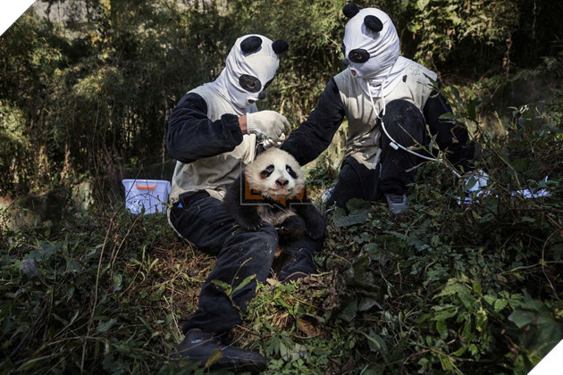 Nghề nghiệp đáng yêu nhất thế giới: Đóng giả làm gấu trúc để chơi đùa, chăm sóc gấu con - Ảnh 9.