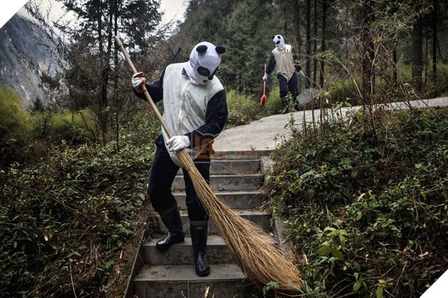 Nghề nghiệp đáng yêu nhất thế giới: Đóng giả làm gấu trúc để chơi đùa, chăm sóc gấu con - Ảnh 14.