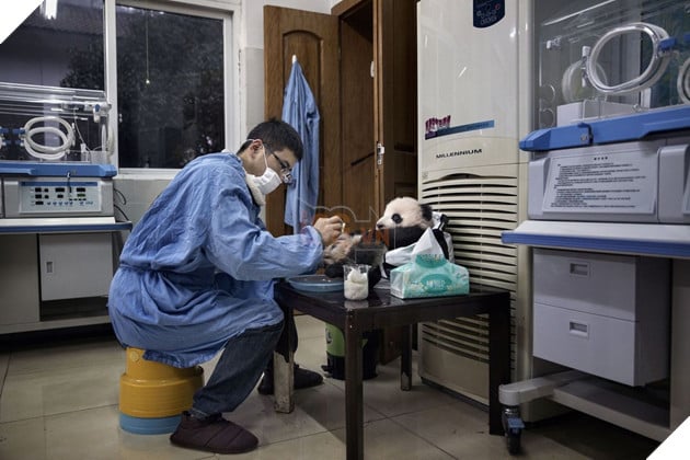 Nghề nghiệp đáng yêu nhất thế giới: Đóng giả làm gấu trúc để chơi đùa, chăm sóc gấu con - Ảnh 15.