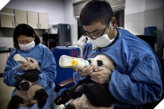 Nghề nghiệp đáng yêu nhất thế giới: Đóng giả làm gấu trúc để chơi đùa, chăm sóc gấu con - Ảnh 16.