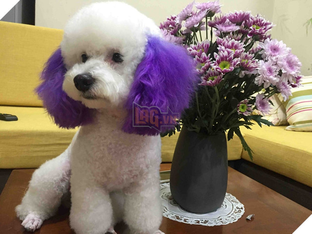 Dân mạng kéo nhau đi đăng ký chăm sóc cún cho Tổng lãnh sự quán Mỹ: Yêu cầu biết ngôn ngữ chó