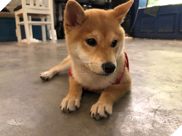 Các chú khuyển trong gia đình khuyển được đăng tải trên trang Tổng lãnh sự quán Hoa Kỳ tại HCM