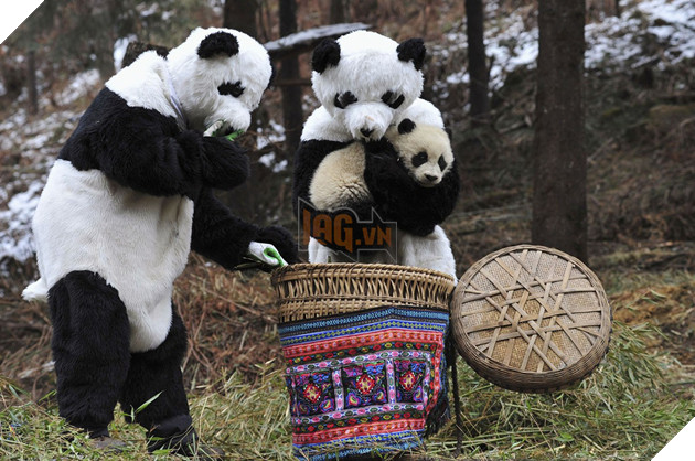 Nghề nghiệp đáng yêu nhất thế giới: Đóng giả làm gấu trúc để chơi đùa, chăm sóc gấu con - Ảnh 2.