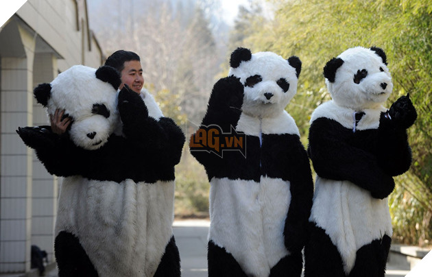 Nghề nghiệp đáng yêu nhất thế giới: Đóng giả làm gấu trúc để chơi đùa, chăm sóc gấu con - Ảnh 4.