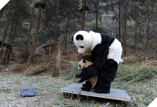 Nghề nghiệp đáng yêu nhất thế giới: Đóng giả làm gấu trúc để chơi đùa, chăm sóc gấu con - Ảnh 5.