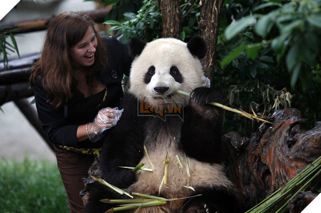 Nghề nghiệp đáng yêu nhất thế giới: Đóng giả làm gấu trúc để chơi đùa, chăm sóc gấu con - Ảnh 11.