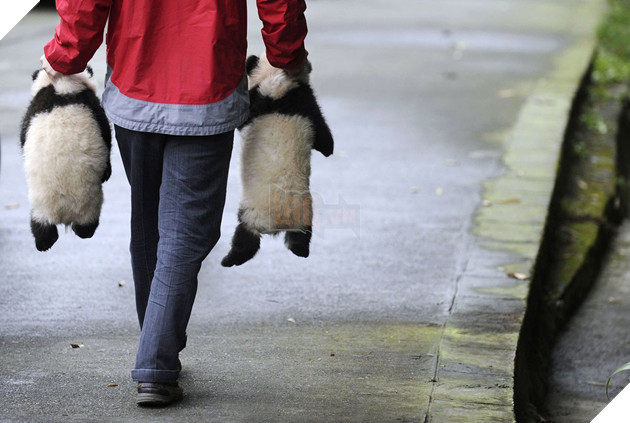 Nghề nghiệp đáng yêu nhất thế giới: Đóng giả làm gấu trúc để chơi đùa, chăm sóc gấu con - Ảnh 12.