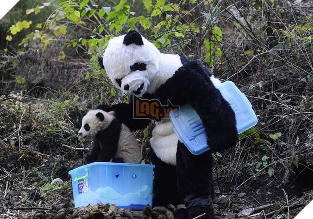 Nghề nghiệp đáng yêu nhất thế giới: Đóng giả làm gấu trúc để chơi đùa, chăm sóc gấu con - Ảnh 13.