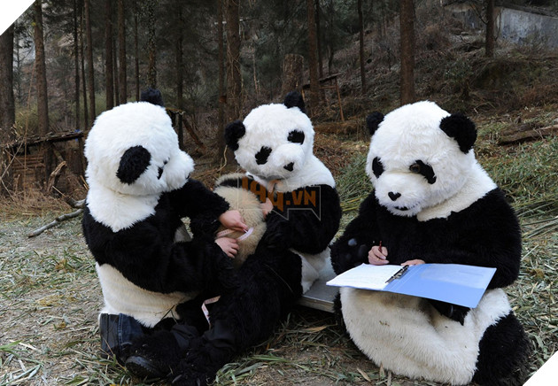 Nghề nghiệp đáng yêu nhất thế giới: Đóng giả làm gấu trúc để chơi đùa, chăm sóc gấu con - Ảnh 6.