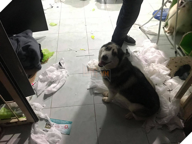 Điều gì tệ hơn nuôi 1 con boss phá phách? Đó là nuôi 1 bầy 4 con! - Ảnh 5.