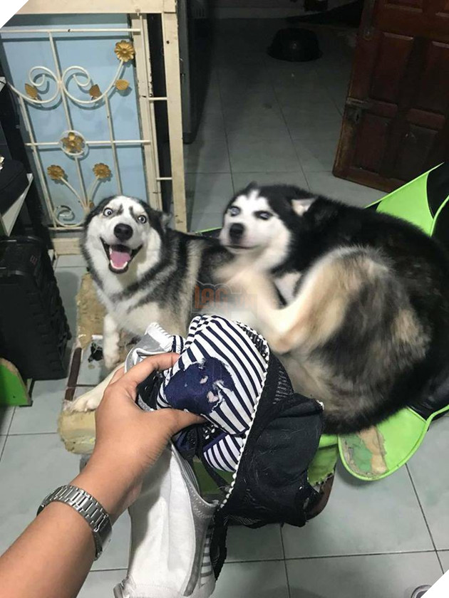 Điều gì tệ hơn nuôi 1 con boss phá phách? Đó là nuôi 1 bầy 4 con! - Ảnh 7.