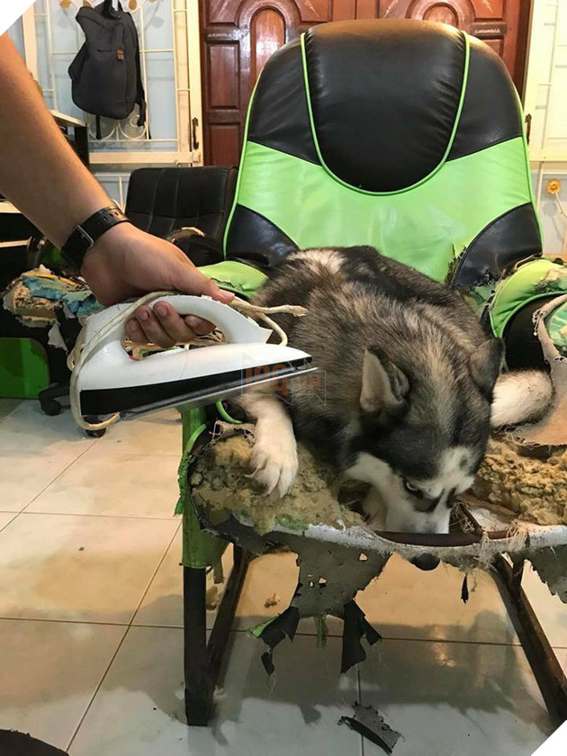 Điều gì tệ hơn nuôi 1 con boss phá phách? Đó là nuôi 1 bầy 4 con! - Ảnh 8.