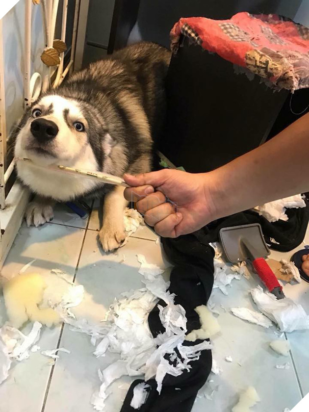 Điều gì tệ hơn nuôi 1 con boss phá phách? Đó là nuôi 1 bầy 4 con! - Ảnh 9.