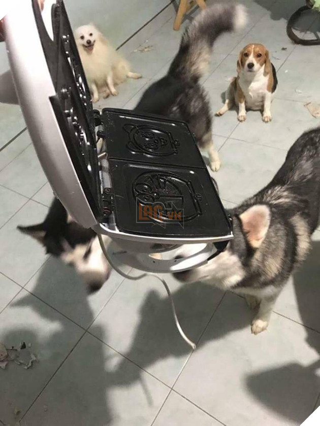 Điều gì tệ hơn nuôi 1 con boss phá phách? Đó là nuôi 1 bầy 4 con! - Ảnh 3.