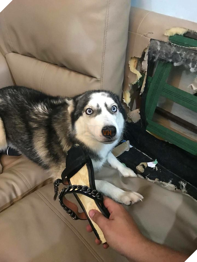 Điều gì tệ hơn nuôi 1 con boss phá phách? Đó là nuôi 1 bầy 4 con! - Ảnh 11.