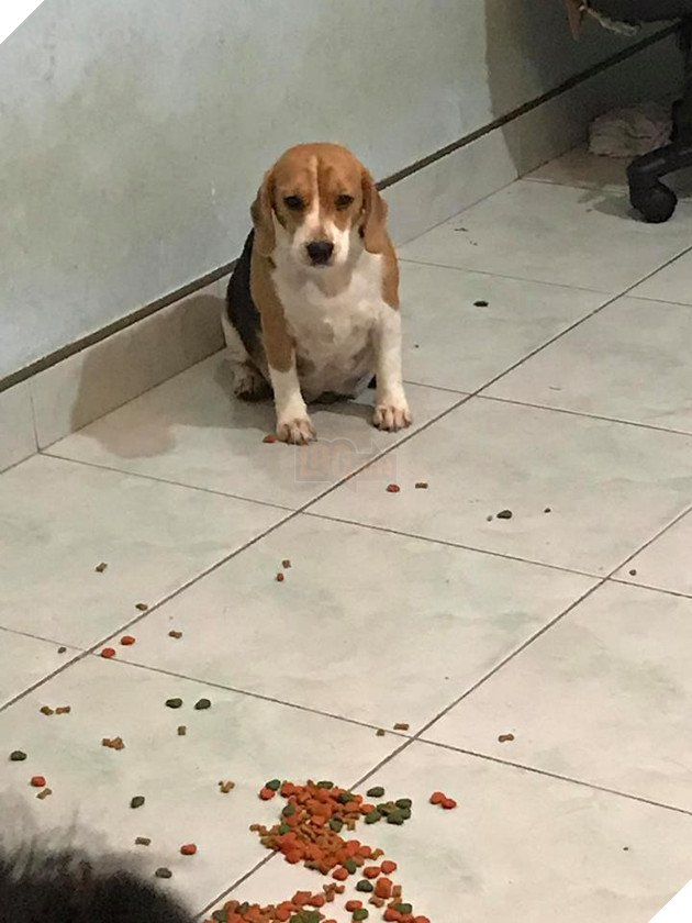 Điều gì tệ hơn nuôi 1 con boss phá phách? Đó là nuôi 1 bầy 4 con! - Ảnh 12.