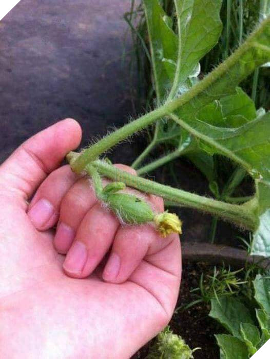 Góc hài hước: Husky 'ngáo' nổi cơn gặm đứt quả dưa hấu 'sen' trồng rồi còn tỏ thái độ 'lồi lõm'