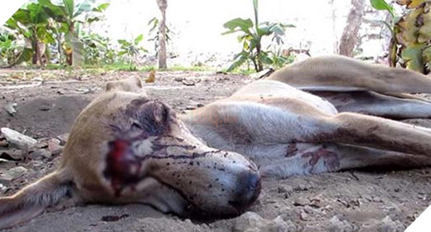 chú chó đáng thương