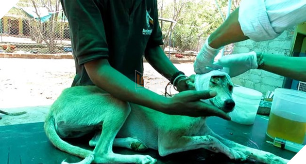 chú chó đáng thương