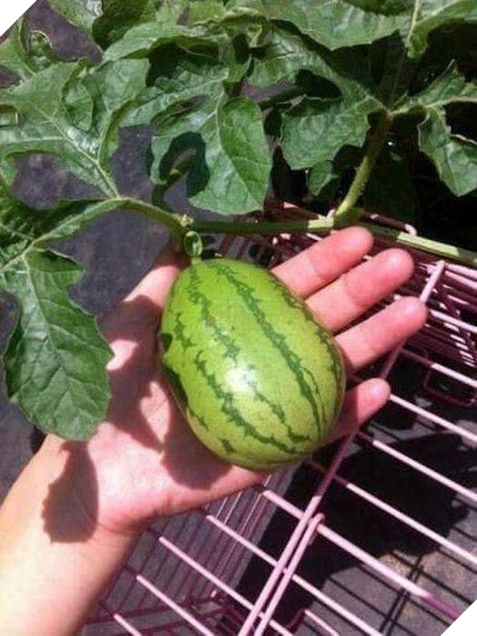 Góc hài hước: Husky 'ngáo' nổi cơn gặm đứt quả dưa hấu 'sen' trồng rồi còn tỏ thái độ 'lồi lõm'