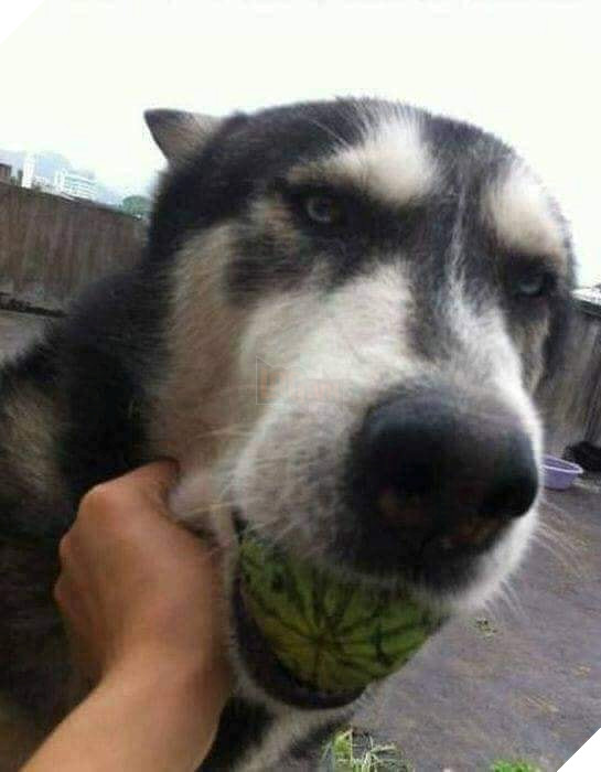 Góc hài hước: Husky 'ngáo' nổi cơn gặm đứt quả dưa hấu 'sen' trồng rồi còn tỏ thái độ 'lồi lõm'