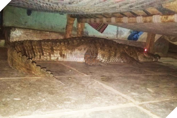 Hoảng hồn cá sấu mang thai nằm dưới gầm giường chờ sinh nở - Ảnh 1.